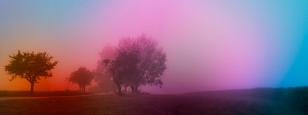 road and big trees in fog, mystical foggy autumnal dayの写真素材