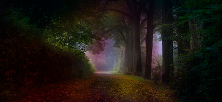old road and big trees in fog, mystical foggy forest