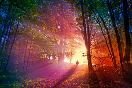 one alone man in an autumnal forest with fogの写真素材