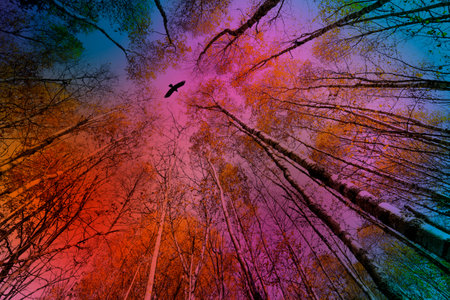 autumnal forest and blue sky