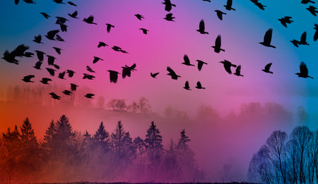 flying birds and morning fog and a forestの写真素材