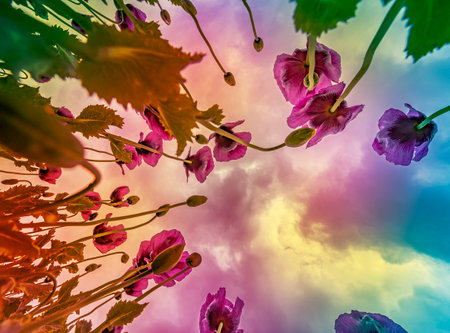 pink poppies on a field and blue skyの写真素材