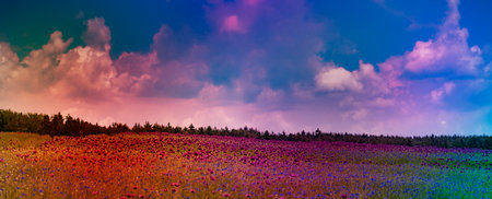 summer field with poppies and cornflowersの写真素材