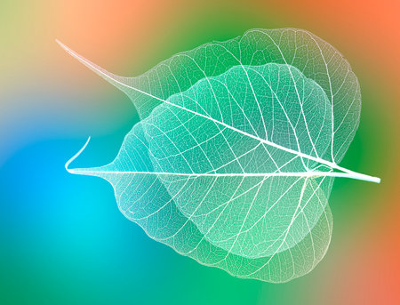 tre autumnal leaves on colored backgroundの写真素材