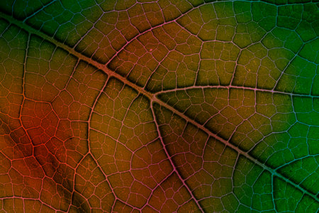 macro photography of leaf texture with veins