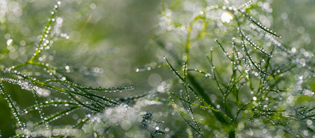 dewy leaves in the gardenの写真素材
