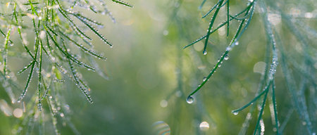 dewy leaves in the gardenの写真素材