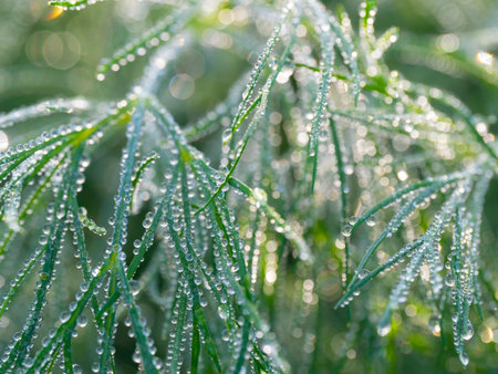dewy leaves in the gardenの写真素材