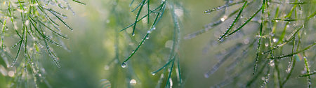 dewy leaves in the gardenの写真素材
