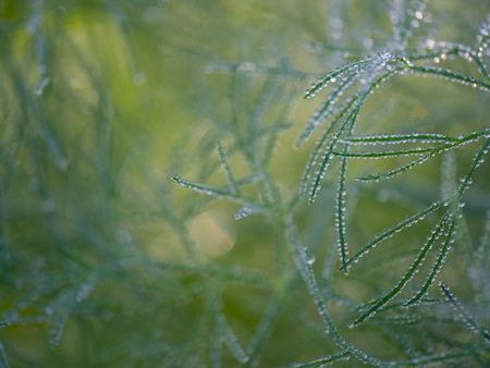 dewy leaves in the gardenの写真素材
