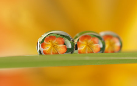 flower with dew drops - beautiful macro photography with abstract bokeh backgroundの写真素材