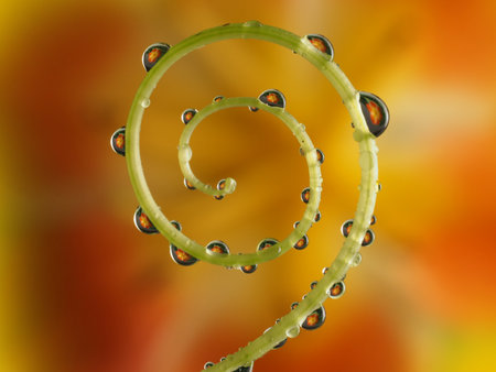 flower with dew drops - beautiful macro photographyの写真素材