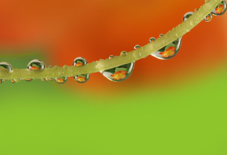 flower with dew drops - beautiful macro photography with abstract bokeh backgroundの写真素材