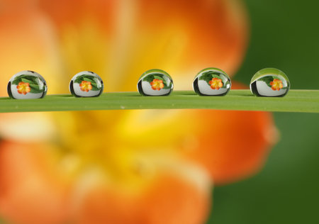 flower with dew drops - beautiful macro photographyの写真素材