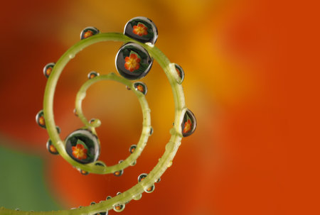 flower with dew drops - beautiful macro photographyの写真素材