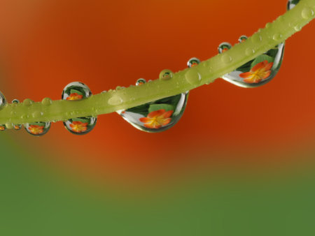 flower with dew drops - beautiful macro photography with abstract bokeh backgroundの写真素材