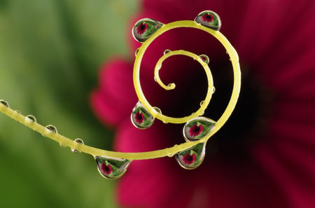 flower with dew drops - beautiful macro photographyの写真素材
