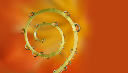 flower with dew drops - beautiful macro photography with abstract bokeh backgroundの写真素材