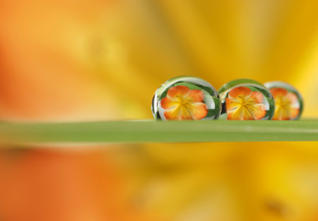 flower with dew drops - beautiful macro photographyの写真素材