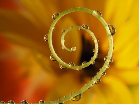 flower with dew drops - beautiful macro photographyの写真素材