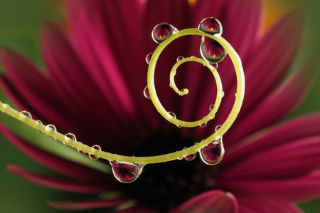 flower with dew drops - beautiful macro photographyの写真素材