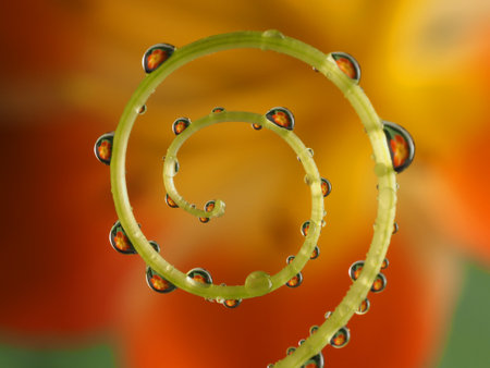 flower with dew drops - beautiful macro photography with abstract bokeh backgroundの写真素材