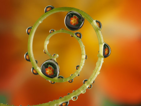 flower with dew drops - beautiful macro photographyの写真素材