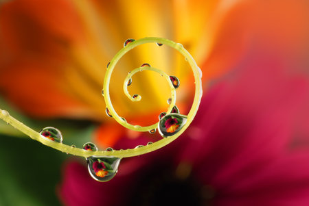 flower with dew drops - beautiful macro photographyの写真素材