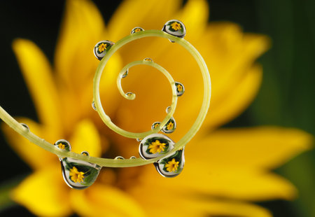 flower with dew drops - beautiful macro photographyの写真素材