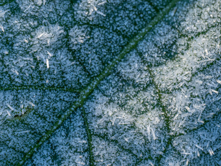 first morning frost in the garden - frozen plants - macro detailの写真素材