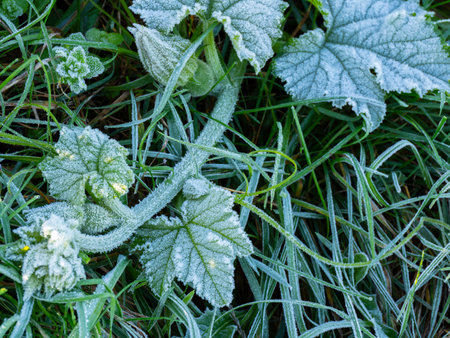 first morning frost in the garden - frozen pumpkin plants - macro detailの写真素材