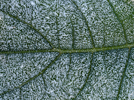 first morning frost in the garden - frozen plants - macro detailの写真素材