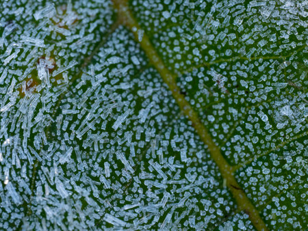 first morning frost in the garden - frozen plants - macro detailの写真素材