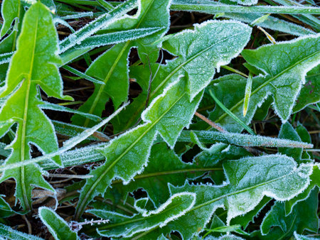 first morning frost in the garden - frozen plants - macro detailの写真素材