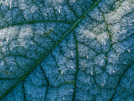 first morning frost in the garden - frozen plants - macro detailの写真素材