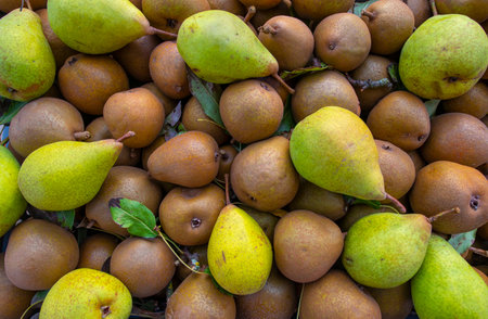 Fresh sweet organic pears with leaves in box - autumn harvest fruits