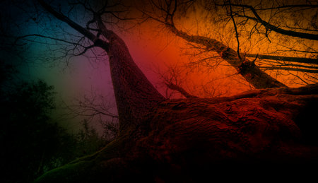 landscape with big old tree with massive roots