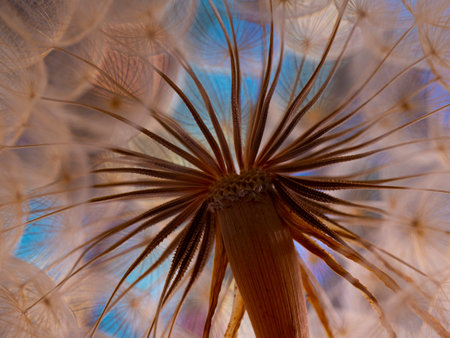 flower fluff, dandelion seeds - beautiful macro photography with abstract bokeh backgroundの写真素材