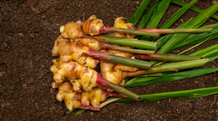 Ginger Zingiber officinale roots on ground, nature bio ginger harvestの写真素材