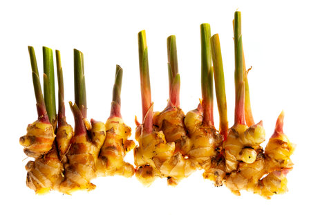 Ginger Zingiber officinale roots on white background, nature bio ginger harvestの写真素材