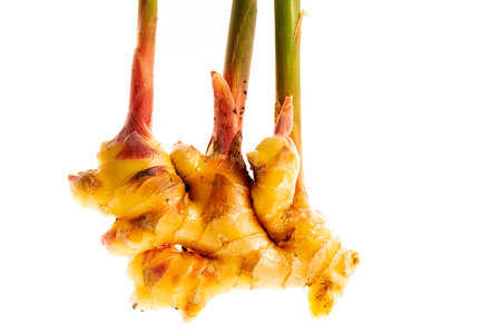Ginger Zingiber officinale roots on white background, nature bio ginger harvestの写真素材