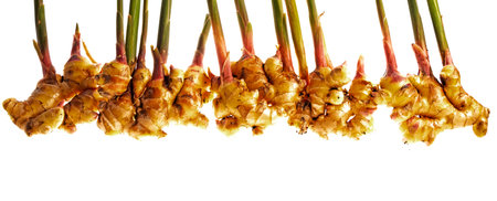 Ginger Zingiber officinale roots on white background, nature bio ginger harvestの写真素材