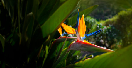 Strelitzia reginae. Blooming flower of the plant strelitzia close up in the detailの写真素材