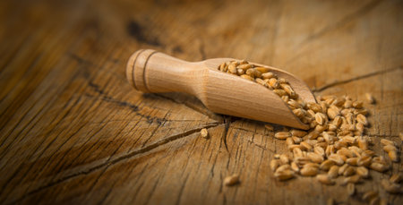 wheat grains close up - in the detailの写真素材