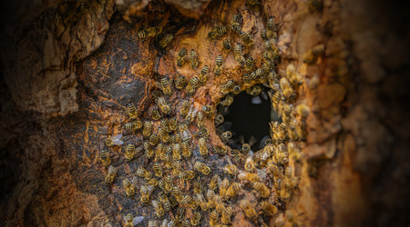 bee tree - bees (apis mellifera) living in treeの写真素材