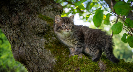 a cute little kitten climbing in the garden treeの写真素材