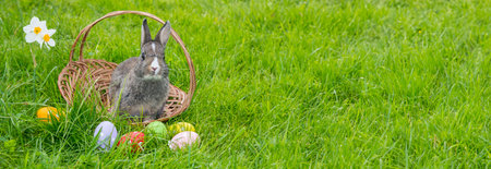 easter rabbit and easter eggs in green grassの写真素材