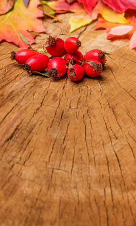 rosehips and autumn leavesの写真素材