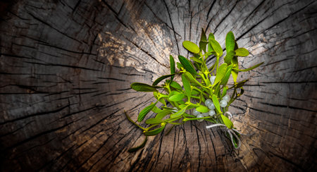 mistletoe branch on a wooden backgroundの写真素材