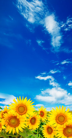 sunflower field and blue sky with cloudsの写真素材